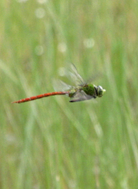 Comet Darner